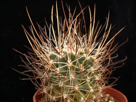 Sclerocactus parviflorus *2^ VE  Price Co, Utah, USA 