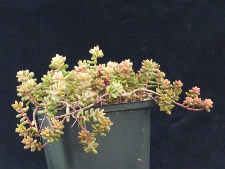 Sedum album Leuchtfeuer *1 