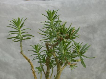 Sedum frutescens 