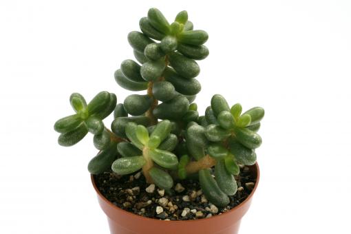 Sedum hernandezii 