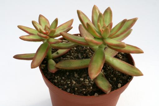 Sedum nussbaumerianum 