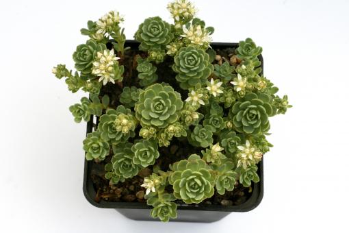 Sedum pachyclados *1 