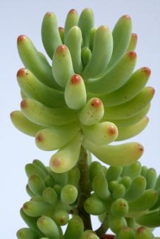 Sedum pachyphyllum 