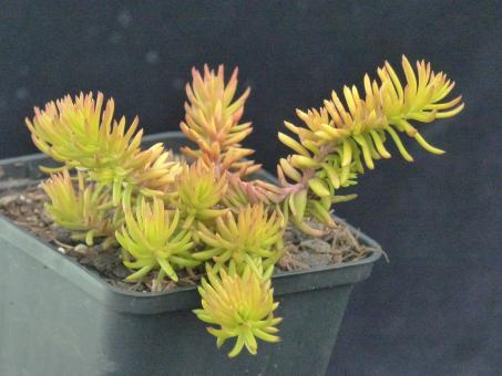 Sedum reflexum Angelina *1 