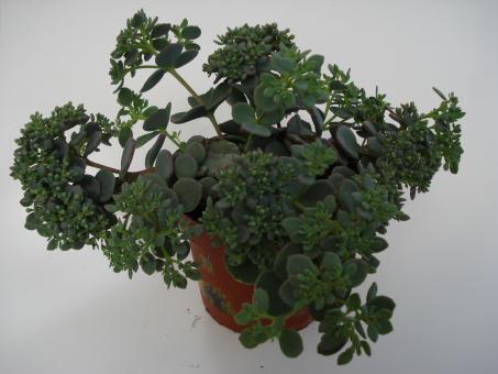 Sedum sieboldii *1 Japan 