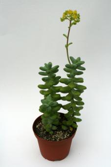 Sedum treleasii 