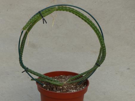 Selenicereus grandiflorus Königin der Nacht % 