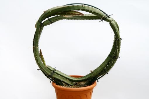 Selenicereus grandiflorus Queen of the Night LARGE 