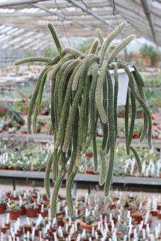 Selenicereus validus 