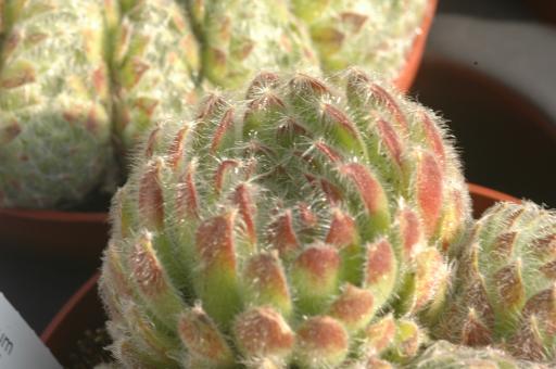 Sempervivum ciliosum *1 