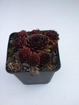 Sempervivum Dr. Fritz Köhlein *1 