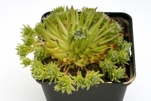 Sempervivum Italian Piccolo *1 