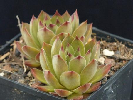 Sempervivum Leon Yellow 