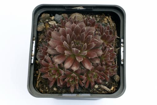 Sempervivum Samtrot *1 