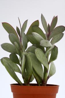 Senecio crassicaulis 