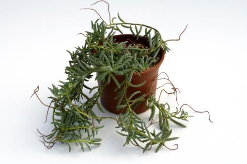 Senecio hallii 