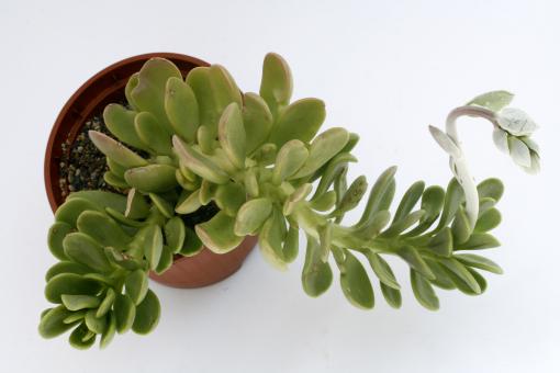 Senecio jacobsenii 