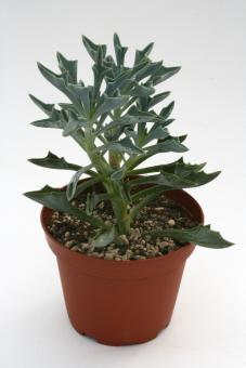 Senecio kleinoides 