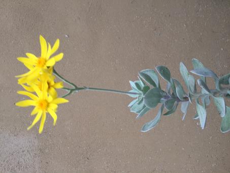 Senecio medley-woodii 
