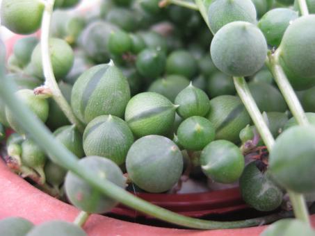 Senecio rowleyanus Perlenkette 