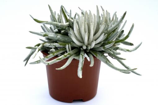 Senecio scaposus 