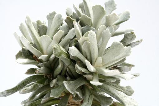 Senecio scaposus v. addoensis 