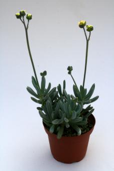 Senecio serpens 