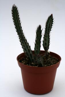 Senecio stapeliaeformis 