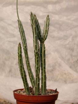 Senecio stapeliaeformis v. greggi 