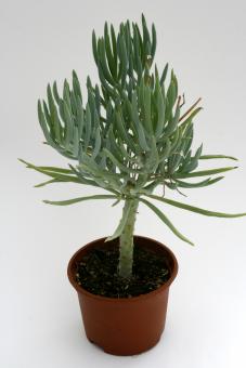 Senecio talinoides 