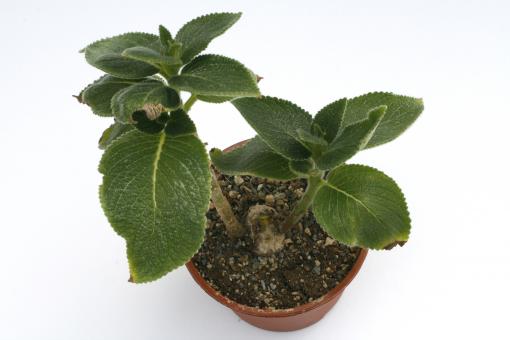 Sinningia sellovii 