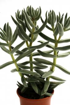 Sinocrassula yunnanensis *1^ Yunnan, China 