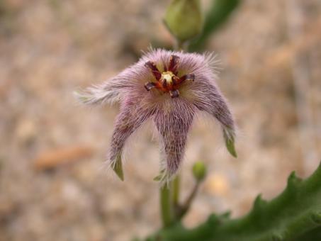 Stapelia erectiflora 