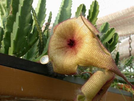 Stapelia gigantea Karoo, RSA 