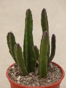Stapelia leendertziae 