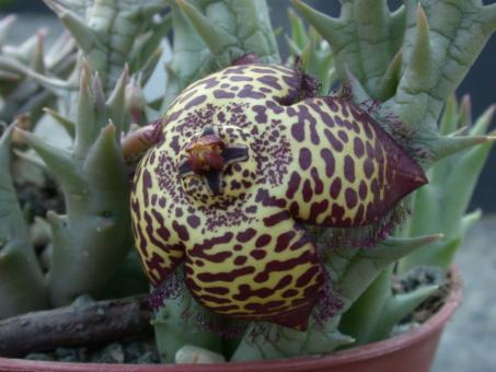 Stapelia nouhuysii 
