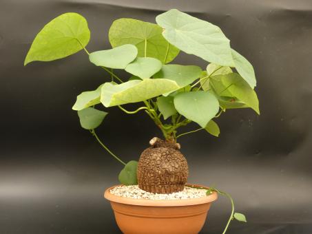 Stephania suberosa Y. $ 