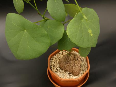 Stephania suberosa Y. $ 