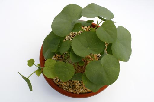 Stephania venosa Y. $ 