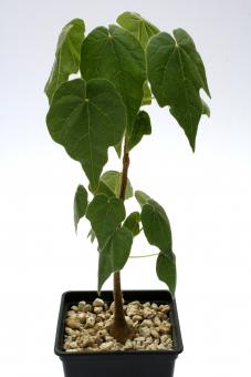 Sterculia africana Y. Namibia 