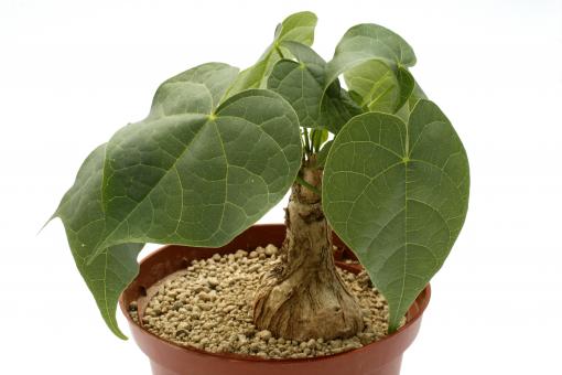 Sterculia colorata Y. $ 