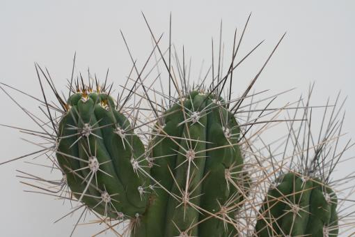 Stetsonia coryne % VoS1572 w. Grenze zu Formosa, Salta, ARG, 202 m 