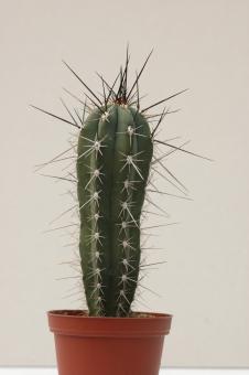 Stetsonia coryne % 