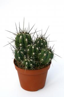 Stetsonia coryne % - groups 