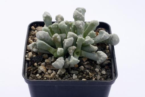 Stomatium niveum SB976 Gamoep, RSA 