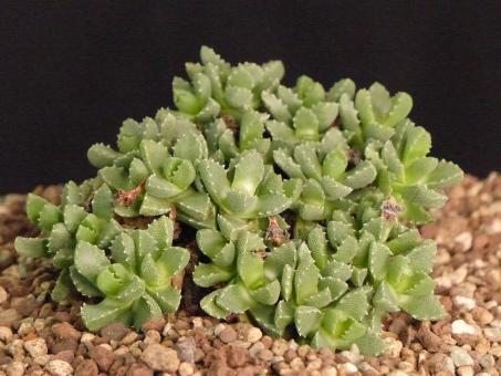 Stomatium suaveolens *2^ 