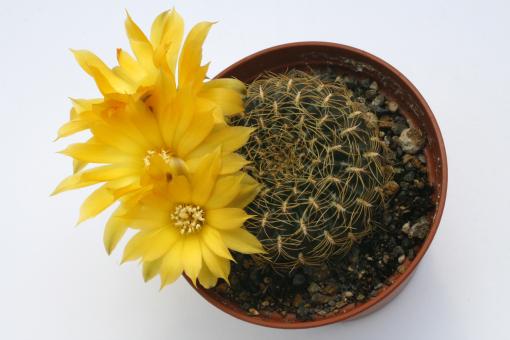 Sulcorebutia fischeriana HS96 Sucre, cement works, Oropeza, Chuquisaca, BOL, 2900m 