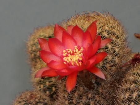 Rebutia hoffmannii 