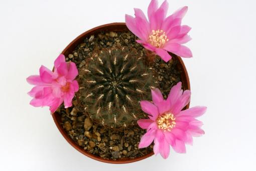 Sulcorebutia totorensis 
