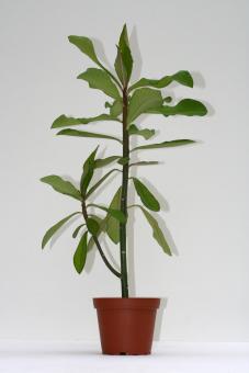 Synadenium grantii 